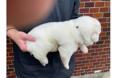 成約済の千葉県のグレートピレニーズ-313605の12枚目